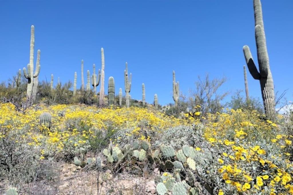 Tucson Mnt Foothills Saguaro Bliss Villa Exterior photo